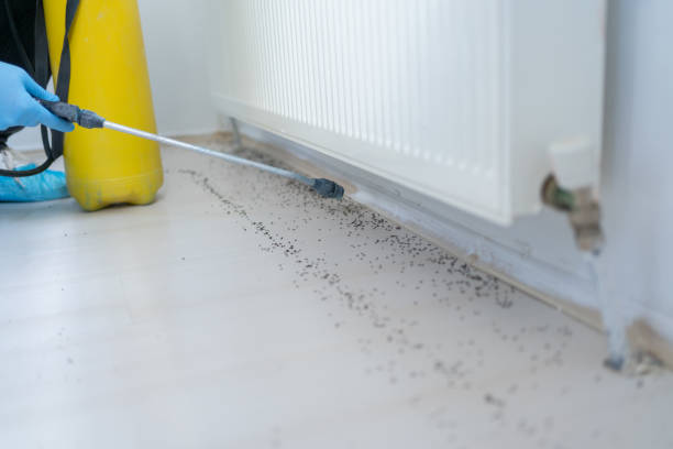 Best Termite Control Services  in Greenville, KY